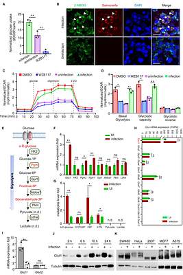 Salmonella hijacks a host glucose transporter for intravacuolar proliferation