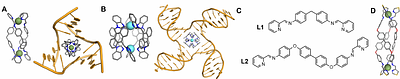 Interactions of Elongated Dinuclear Metallo-Cylinders with DNA Three-Way and Four-Way Junctions