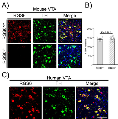 Regulator of G protein signaling 6 (RGS6) in ventral tegmental area (VTA) dopamine neurons promotes EtOH seeking, behavioral reward and susceptibility to relapse