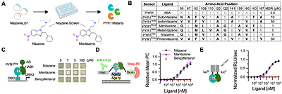 Computational design of dynamic biosensors for emerging synthetic opioids