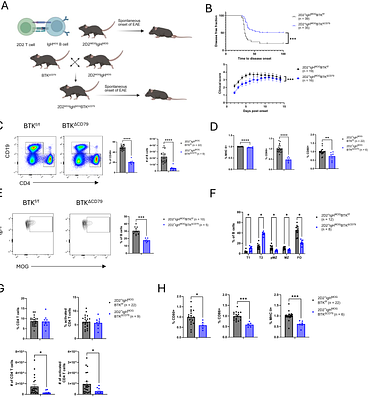 Distinct contribution of autoreactive B cell Bruton's tyrosine kinase signaling to neuroinflammation