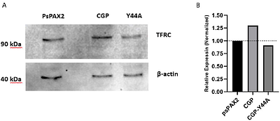 Modulation of Transferrin receptor by HIV-2
