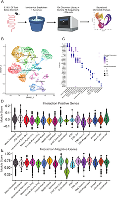 Joint disruption of Ret and Ednrb transcription drives cell fate reversal in the Enteric Nervous System in Hirschsprung disease