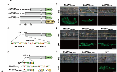 In planta-specific transcriptional regulatory circuit regulates expression of MoHTR1, a nuclear effector gene of Magnaporthe oryzae