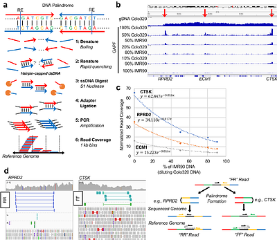 A Practical Approach for Targeting Structural Variants Genome-wide in Plasma Cell-free DNA
