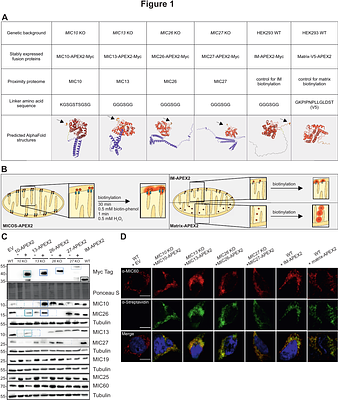 MINDNet: Proximity interactome of the MICOS complex revealing a multifaceted network orchestrating mitochondrial biogenesis