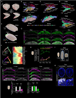 4D Single-Cell Spatial Transcriptomics Reveals Dynamic Morphogenetic Gradients and Regenerative Domains in Planarians