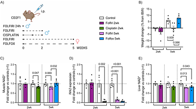 Chemotherapy induces tissue NAD+ loss, and downregulation of NAD+ biosynthetic enzyme Nrk2 marks muscle wasting