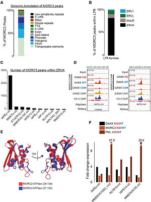 Distinct DAXX effector modules separate H3.3 nucleosome assembly from ERV silencing