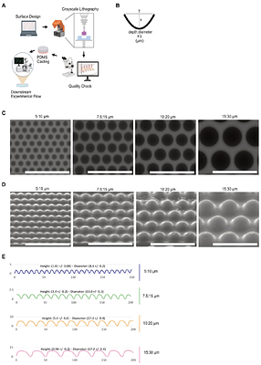 Nucleus confinement within concave microcavities modulates nuclear morphology, subnuclear dynamics and mechanotransduction in human osteosarcoma cells
