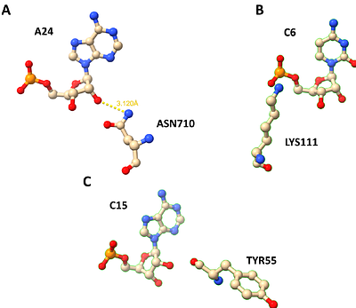 ClaPNAC: a Classifier of Protein - Nucleic Acid Contacts