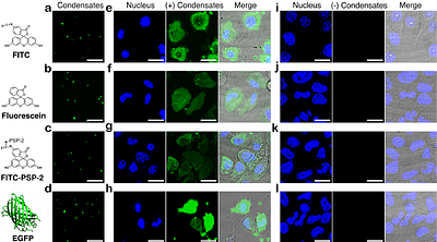 Disulfide cross-linked redox-sensitive peptide condensates are efficient cell delivery vehicles of molecular cargo.
