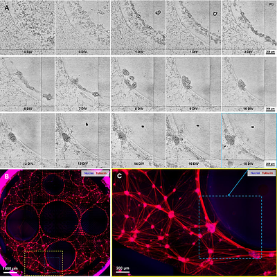 Photopatterned spatiotemporal organisation and in situ differentiation of 3D human cortical networks
