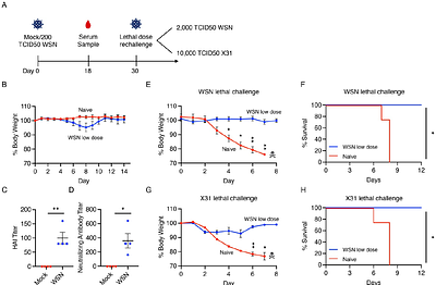 IFITM3 deficient mice as a model for testing influenza virus vaccines