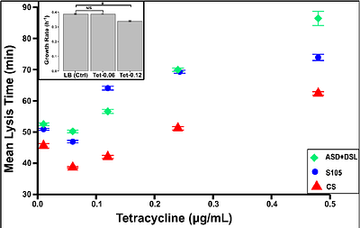 Translation Efficiency Impacts Phage Lysis Timing and Its Precision in Single Cells