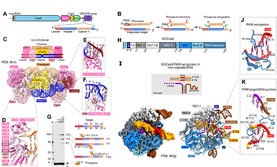 Structural insights into Cas9-mediated prespacer selection in CRISPR-Cas adaptation