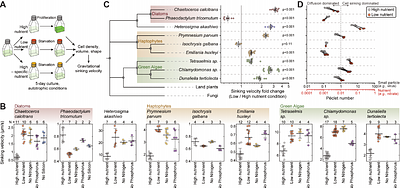 Biophysical and molecular mechanisms responsible for phytoplankton sinking in response to starvation