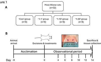Autologous skin cell suspensions established by the VeritaCell method accelerate healing and suppress scarring-associated cutaneous thickening in a rat wound model in vivo
