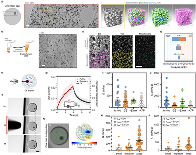 A Composite Endomembrane Suspension Governs Cytoplasm Rheology