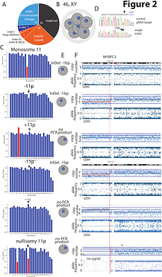 DSB repair kinetics impair CRISPR-Cas9 editing in human embryos