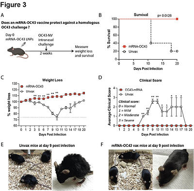 Development of a cross-protective common cold coronavirus vaccine