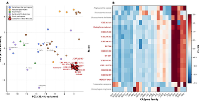 Comparative genomics of Cadophora luteo-olivacea reveals a divergent lineage, conserved functional repertoires, and strain-level variation in pathogenicity