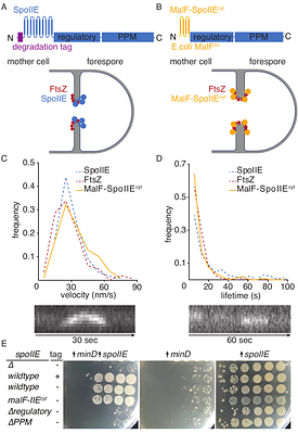 SpoIIE drives asymmetric cell division in B. subtilis by sequential modulation of the cytokinesis machinery