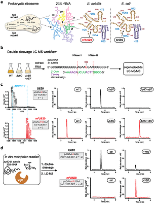 Activity-based profiling of bacterial RNA-modifying enzymes reveals species-specific 5-methyluridine modification in Bacillus subtilis 23S rRNA
