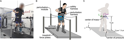 Perturbation Recovery Time Identifies Subtle Human Balance Impairments and Features