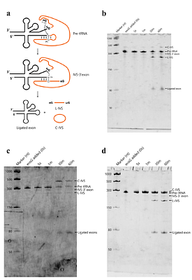 A Novel Insertion Site for Group I Introns in tRNA Genes of Patescibacteria