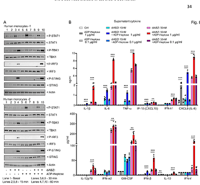 Crosstalk Between ALPK1 and STING: A Synergistic Axis in Innate Immune Activation and Human Inflammatory Disease