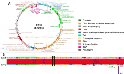 Stable coexistence of Citrobacter rodentium with a lytic bacteriophage during in vivo murine infection