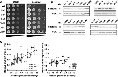 Combinatorial effects of multiple genes contribute to beneficial aneuploidy phenotypes