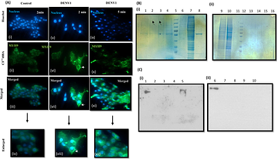 MYH9, a cytosolic myosin protein, binds to dengue virus 3'UTR and facilitates replication and cellular entry