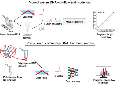 DNA fragment length analysis using machine learning assisted vibrational spectroscopy
