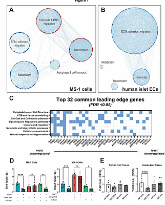 Vascular Destabilization and Pericyte Detachment are Mediated by hIAPP Aggregation in Transgenic Mice.