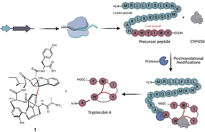 Machine learning-based exploration, expansion and definition of the atropopeptide family of ribosomally synthesized and posttranslationally modified peptides