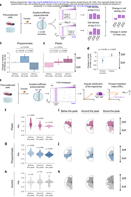 Physiomimetic culture bias durotaxis toward soft environments
