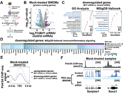 Promoter-associated RNA polymerase III shapes RNA polymerase II-dependent inflammatory gene expression during viral infection