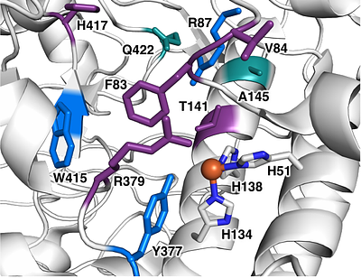 Influence of Primary Coordination Sphere on Anion Rebound Selectivity in Nonheme Fe Enzyme-Catalyzed C(sp3)-H Functionalization: A Comparative Experimental and Computational Study of EgtB and ACCO