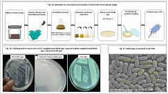 A Two-Arm Metabolic-Efflux Adaptation Framework in Klebsiella pneumoniae under Mixed Pharmaceutical Exposure: rutA-Linked Oxidative Entry and rutR-Associated Regulation