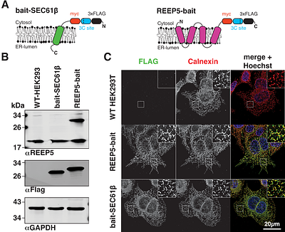 Mammalian MemPrep establishes the lipid composition of ER membranes in HEK293T cells