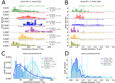 Synchronization of the collective air-breathing behavior in juvenile Arapaima gigas