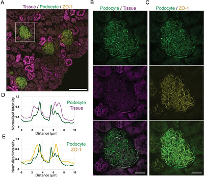 Semi-automated reconstruction of glomerular architecture from 3D confocal microscopy data