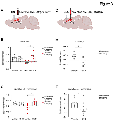 Adolescent social isolation creates a latent vulnerability in maternal care with intergenerational social consequences, rescued by experienced mothers