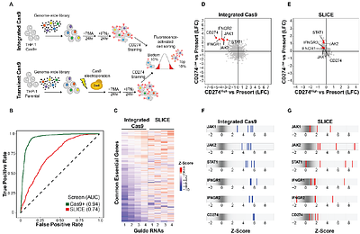 Optimization of Genome-wide CRISPR Screens using dual-guide RNA Infection with Cas9 Electroporation (DICE)