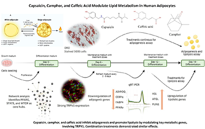 Lipolytic and Anti-Adipogenic Effect of Capsaicin, Camphor, and Caffeic acid on Human SGBS Adipocytes