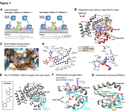An Atomistic Description of Heterotypic Lipid Exchange by Sec14-like Phosphatidylinositol Transfer Proteins