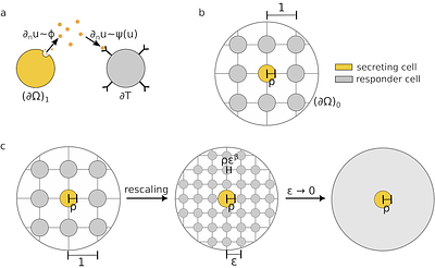 A homogenization approach for spatial cytokine distributions in immune-cell communication