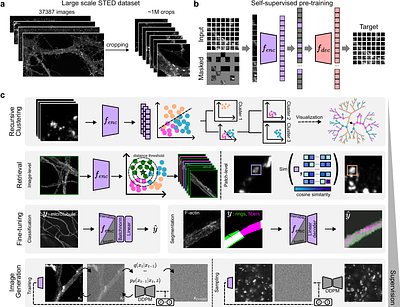A Self-Supervised Foundation Model for Robust and Generalizable Representation Learning in STED Microscopy